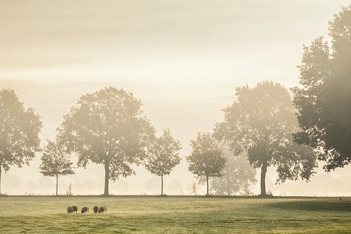 Hardloper in de mist