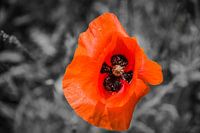 Pavot rouge