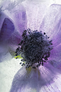 Anemone in Eis 1
