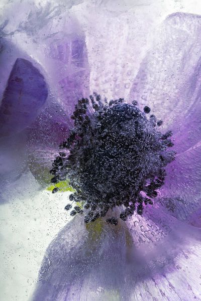 Anemone in Eis 1 von Marc Heiligenstein