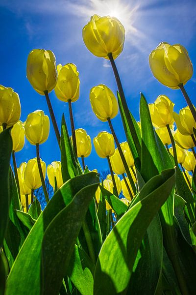 Gele tulpen in de lentezon van Rietje Bulthuis