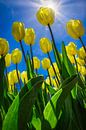 Gele tulpen in de lentezon van Rietje Bulthuis thumbnail