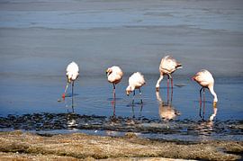 Flamingos feeding in the Laguna Cañapa by Frank Photos