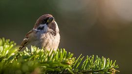 Ringmus warmt zich in de ochtendzon van Jan Jongejan