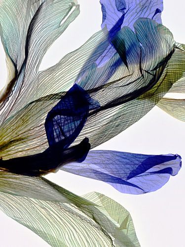 Matched lines - The fingerprint of leaves van Christine de Vogel