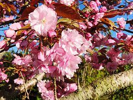 Japanese cherry by Marjan van der Meij