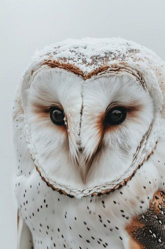 Eye to Eye with Wisdom - Portrait of a Barn Owl