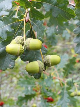 De vruchten van een eikenboom van Lotte Veldt