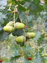 De vruchten van een eikenboom van Lotte Veldt thumbnail