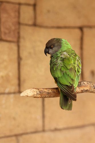 Portrait of a parrot
