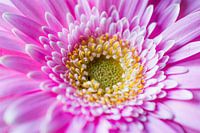 Gerbera