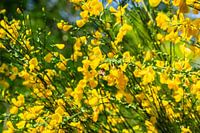 Flowering broom with bumblebee in the sun