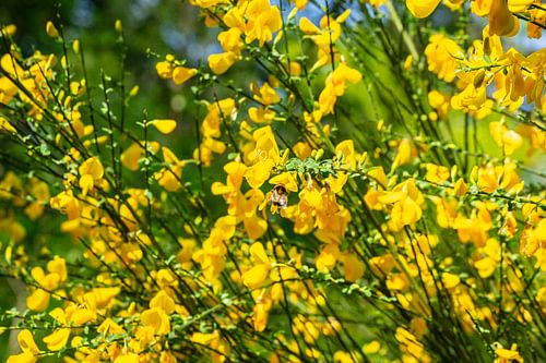 Blühender Ginster mit Hummel in der Sonne