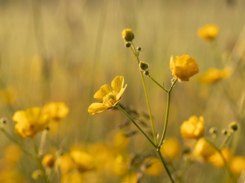 Champ de fleurs d'or par Maaike Munniksma