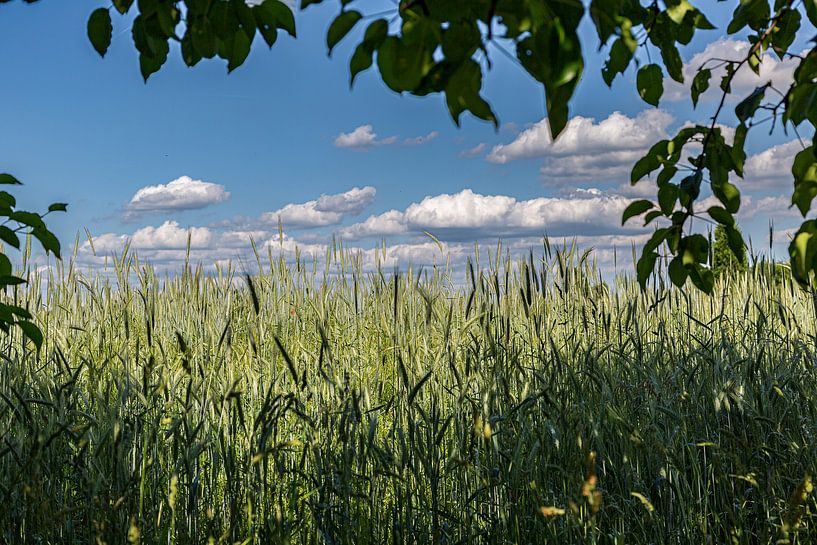 Field view by Thomas Heitz