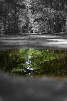 Reflection in the forest!