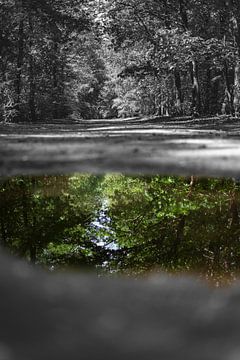 Reflectie in het bos! van Ronald van Kooten