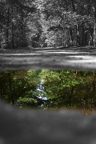 Reflectie in het bos!