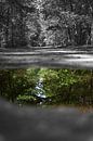 Reflection in the forest! by Ronald van Kooten thumbnail