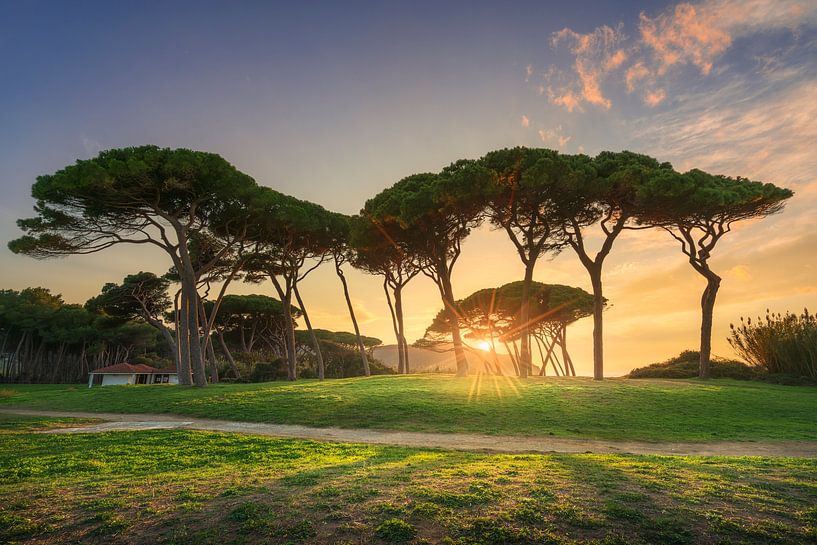 Baratti Stone Pines by Stefano Orazzini
