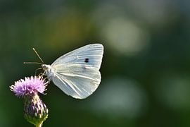Vleugels maken de vlinder van Shutterbalance