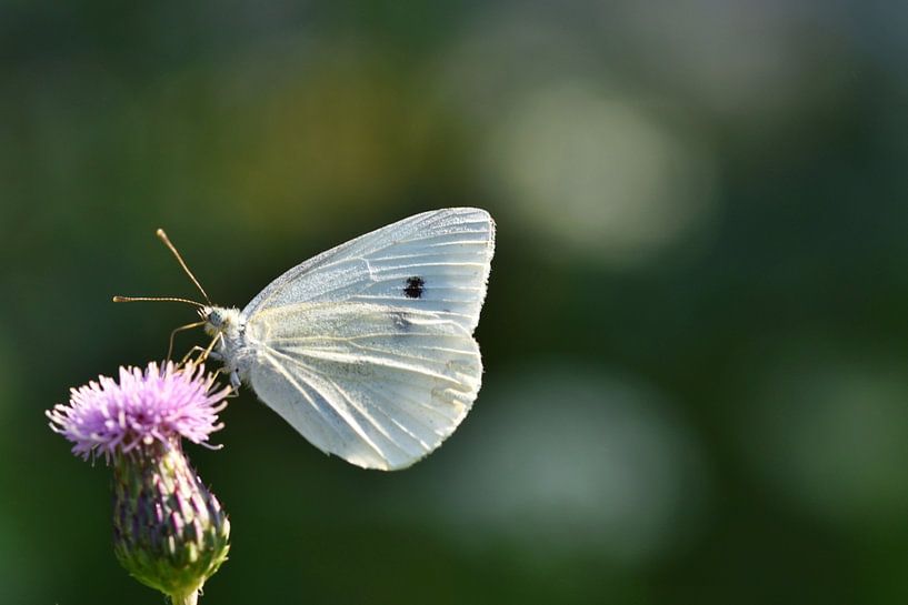 Wings make the butterfly by Shutterbalance