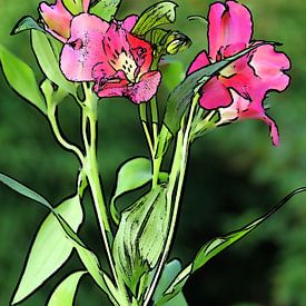 Peruvian lily by Jose Lok