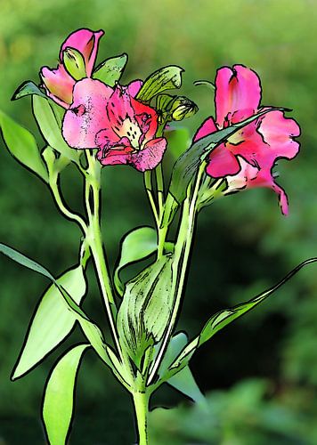 Peruviaanse lelie van Jose Lok