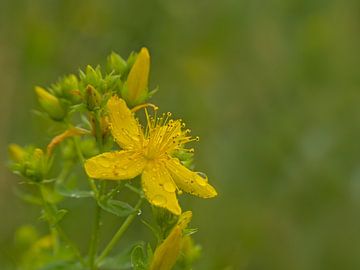 Blüte des Johanniskrauts