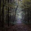 the autumn forest van Koen Ceusters