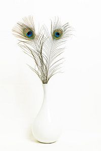 Peacock eyes looking at you by Karin Riethoven