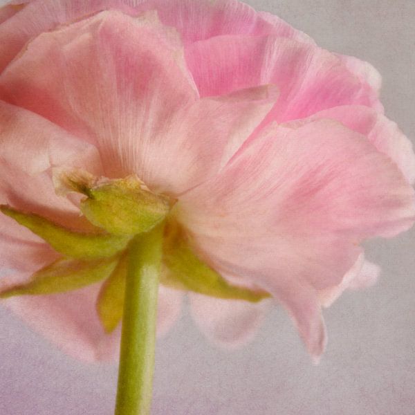 delicate blossom by Claudia Moeckel