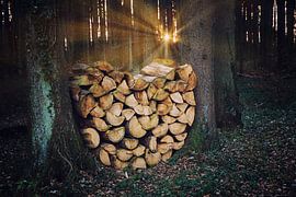 firewood stack in the forest, in shape of a love heart, beautiful scenery with sunbeams.