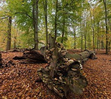 Pilze auf einem Baumstamm von Rene van der Meer