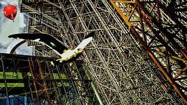 Mantelmöwe vor den Landungsbrücken Utrecht-Hauptbahnhof