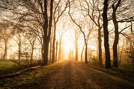 Das goldene Licht bei Sonnenaufgang in einer Waldallee. von Mariska Stam