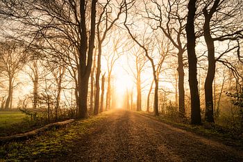 Das goldene Licht bei Sonnenaufgang in einer Waldallee.