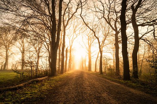 Das goldene Licht bei Sonnenaufgang in einer Waldallee.