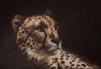 Cheeta ( katachtige )