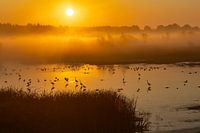 Reiher im goldenen Sonnenaufgang