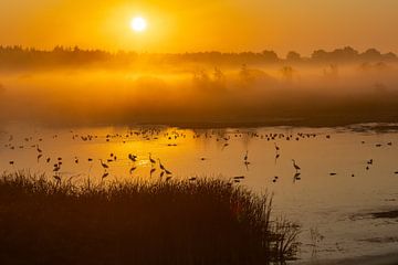 Zilverreigers in gouden zonsopkomst van Gerald Schuring