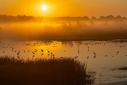 Egrets in golden sunrise