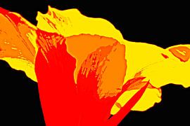 Une fleur de canna orange, technique mixte sur Werner Lehmann