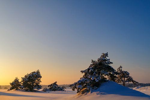 Sneeuw winterlandschap in een stuifduingebied op de Veluwe