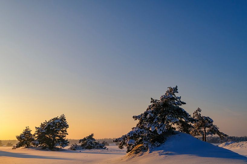 Snowy winter landscape in a drifting sand dune area by Sjoerd van der Wal Photography