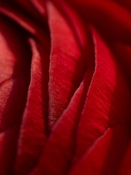 Peony macro by Mr White Takes Pictures