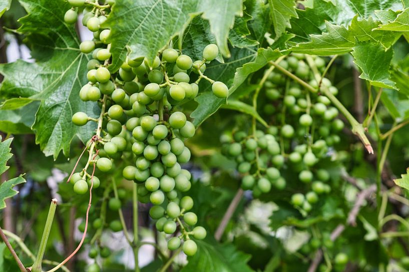 Raisin vert, mais pas pour longtemps, il devient violet. par Jolanda de Jong-Jansen
