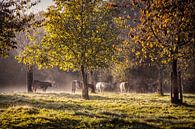 Steaming cows in the morning sun by Rob Boon thumbnail