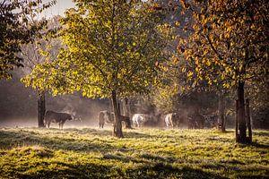 Dampfende Kühe in der Morgensonne