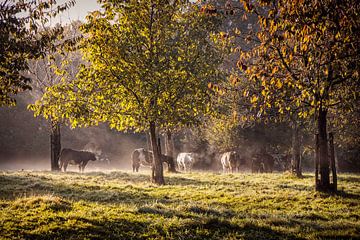 Dampende koeien in de ochtendzon van Rob Boon